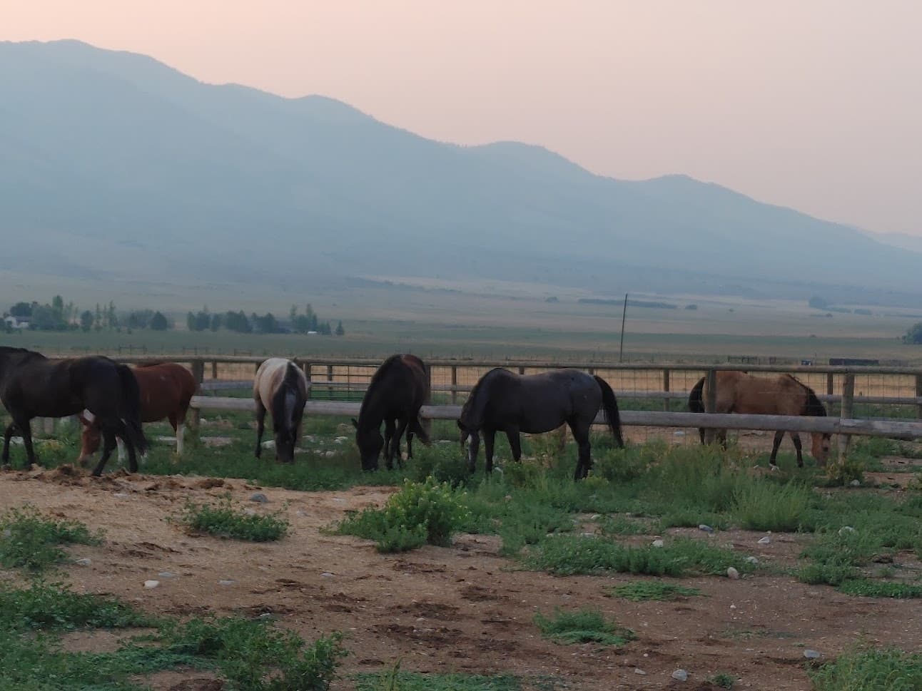 Ranch and horses