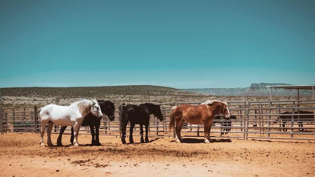 Ranch and horses