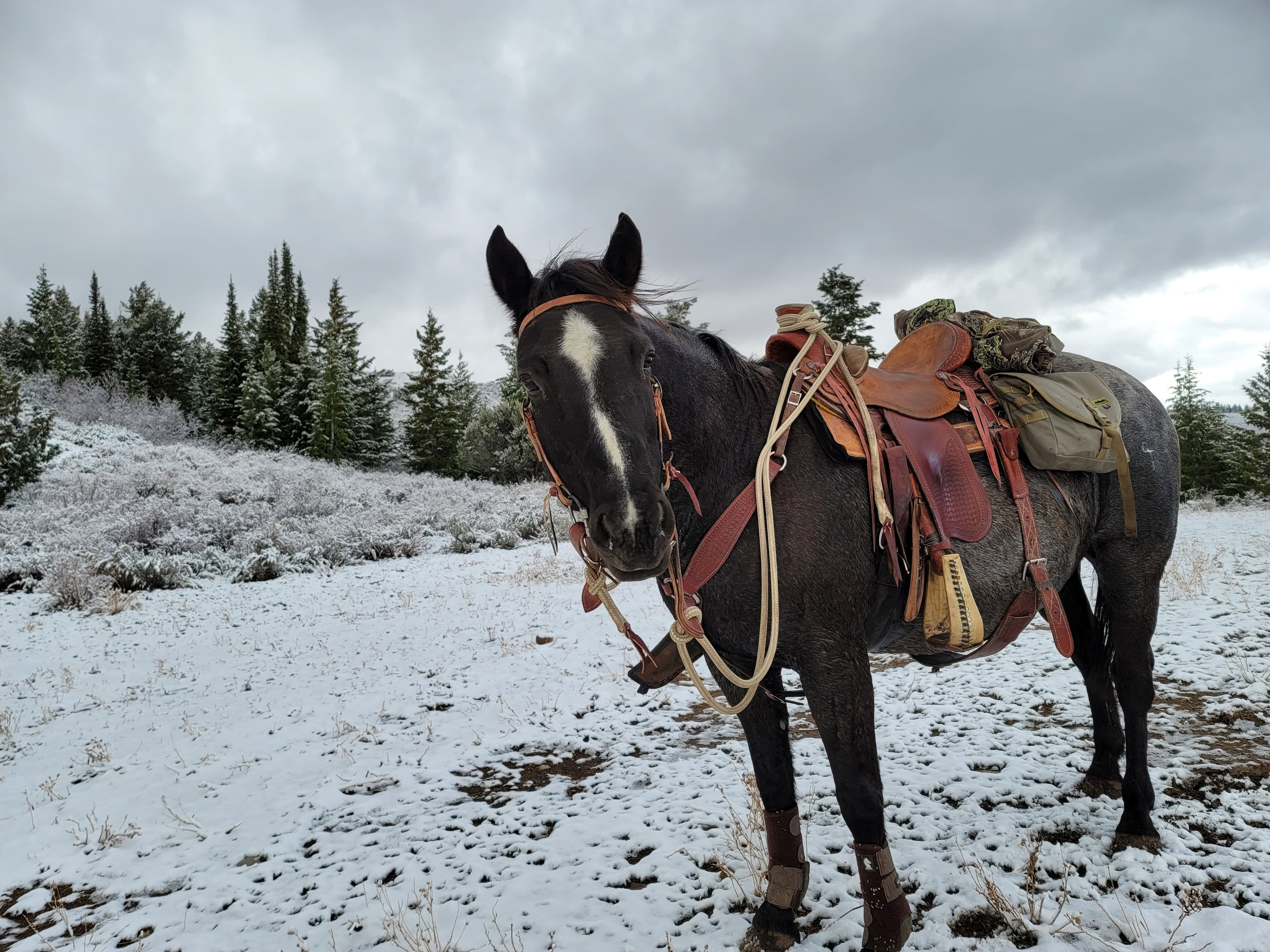Veterans with horses
