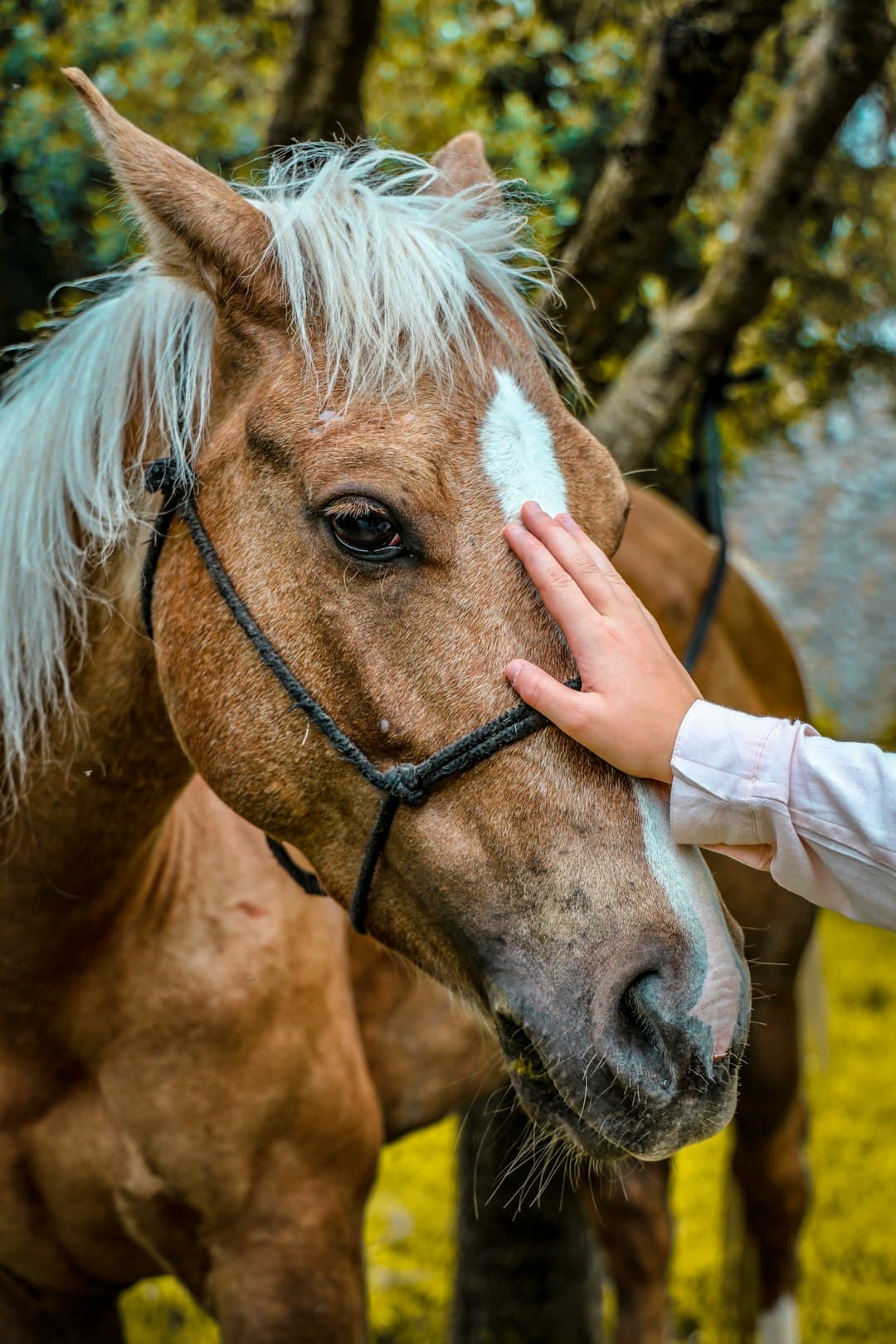 Horsemanship training