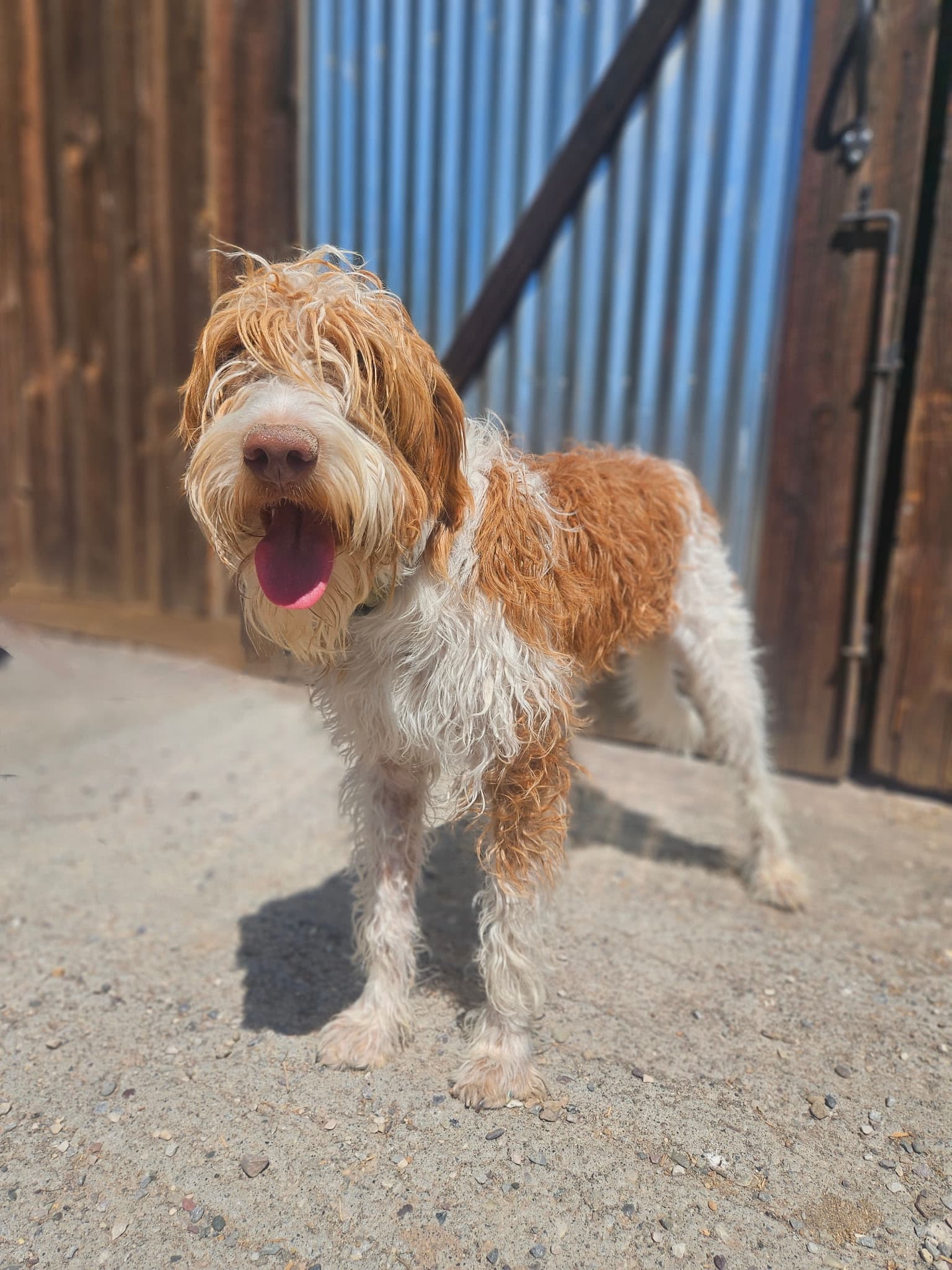 Emotional support dog