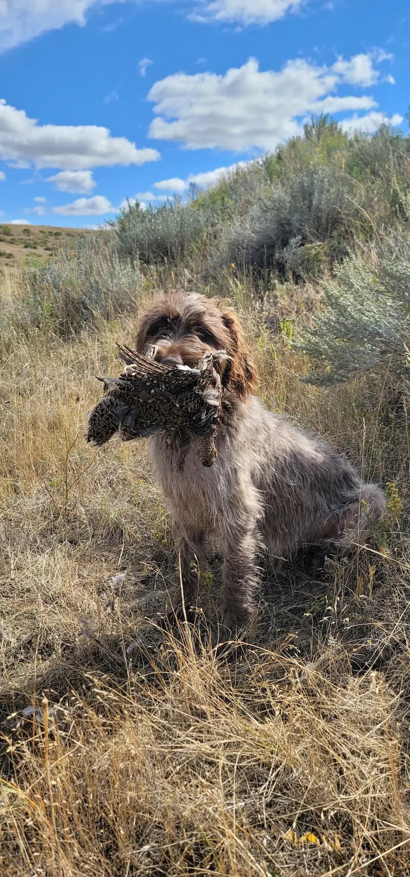 Upland & Waterfowl Hunting Dogs