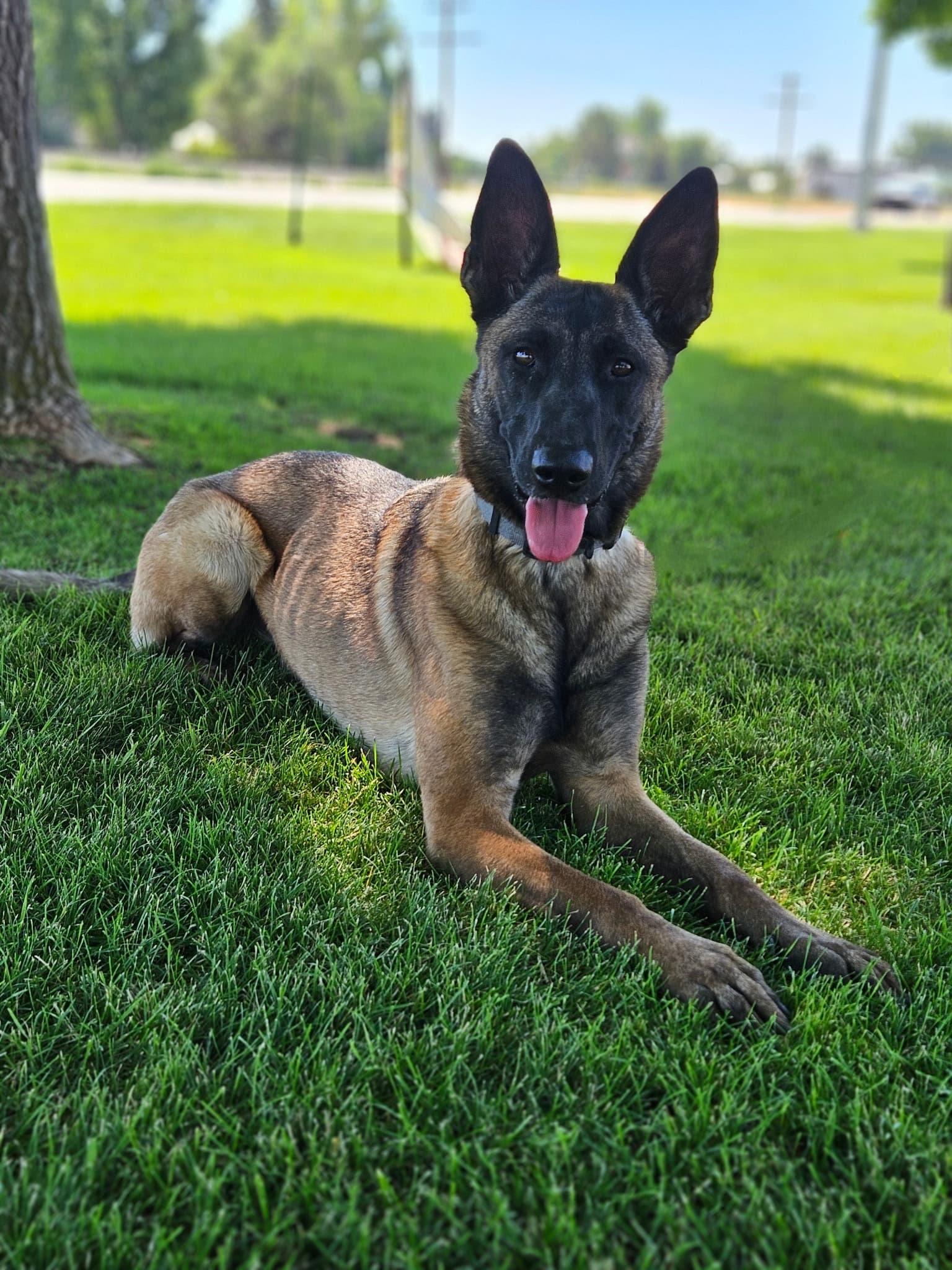 ADA Service Dogs