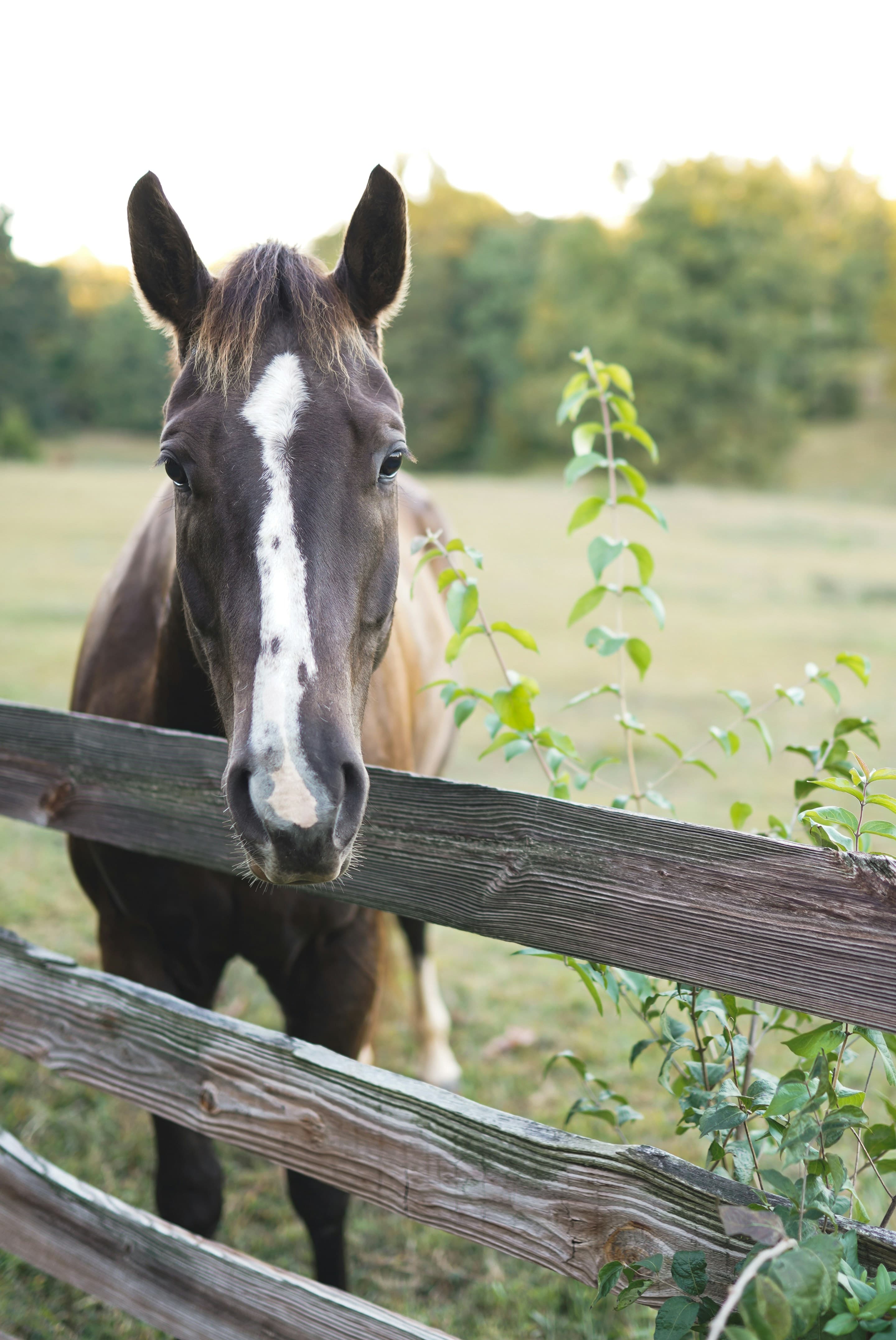 2-Day Horsemanship Clinic