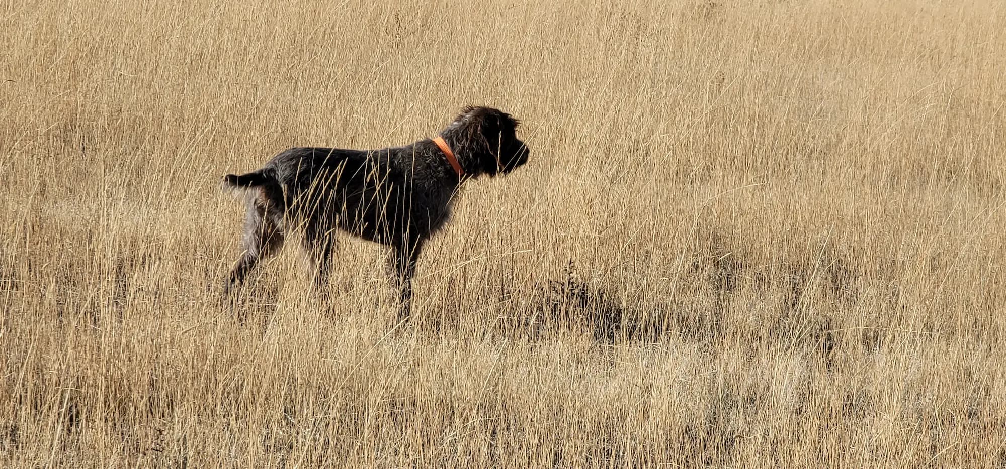 K-9 program dog training